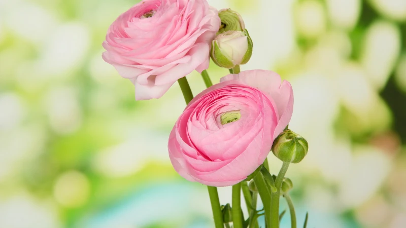 Beautiful ranunculus flower in bloom