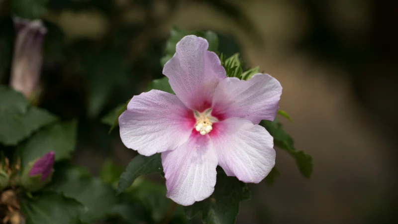 Beautiful Rose of Sharon flower in bloom
