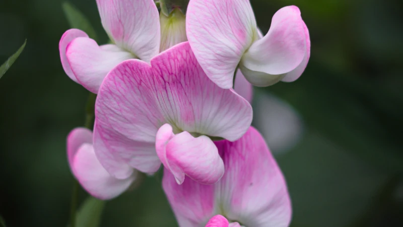 Beautiful sweet pea flower in bloom