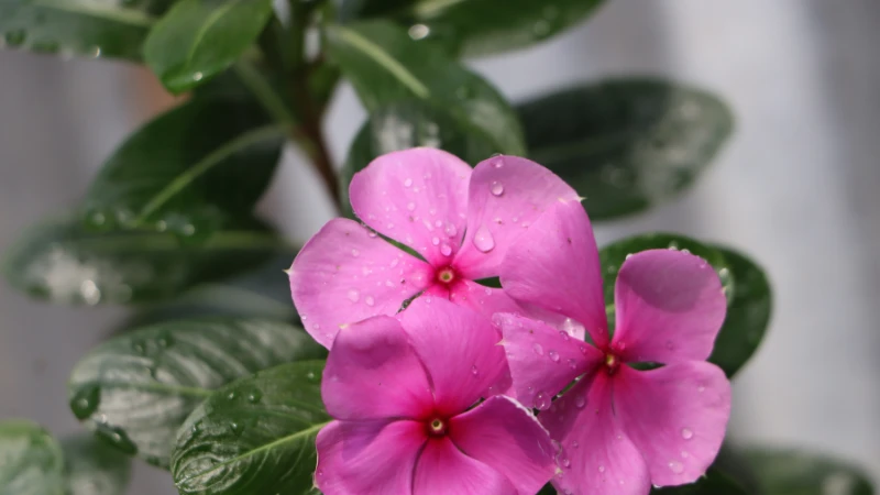Beautiful vinca flower in bloom