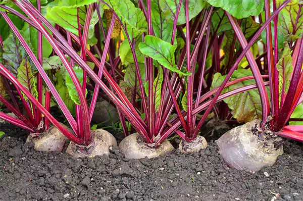 Beets in a raised bed