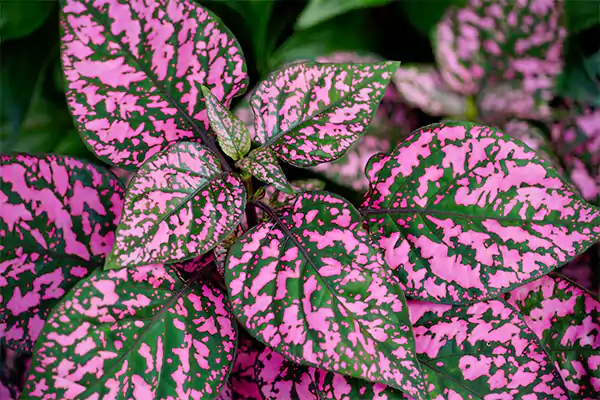Begonia Maculata