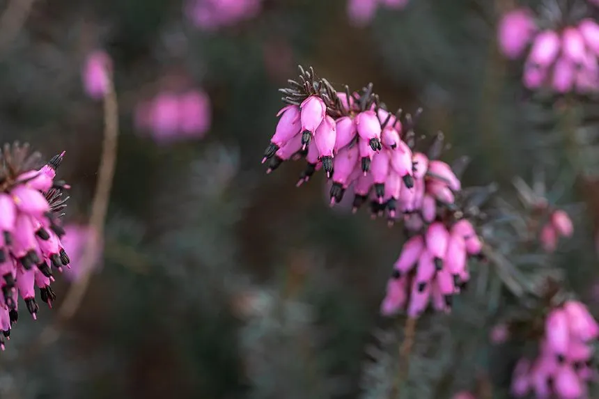 Bell Heather