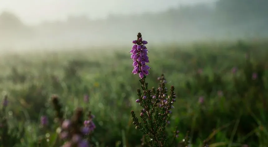 Bell Heather