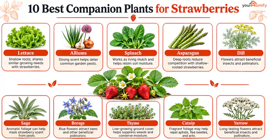 Best Companion Plants For Strawberries