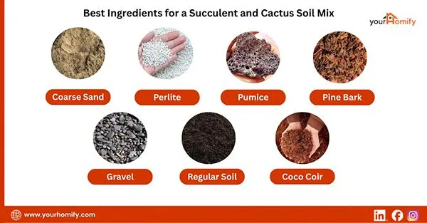 Best Ingredients for a Succulent and Cactus Soil Mix