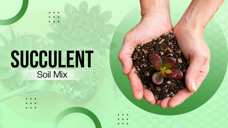 Best Succulent Soil Mix