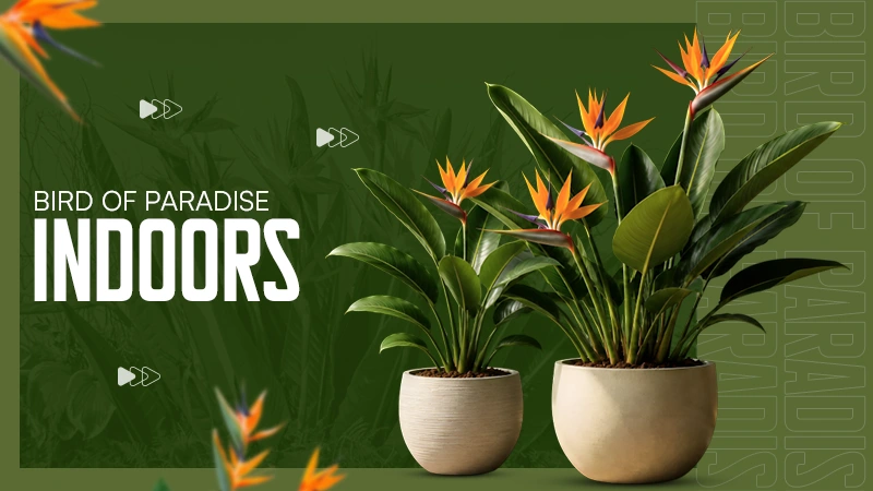 Bird of Paradise Indoors