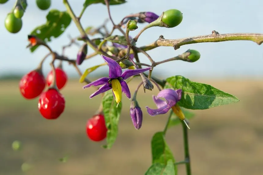 Bittersweet Nightshade