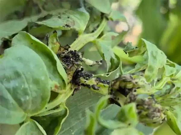 Black Bean Aphids