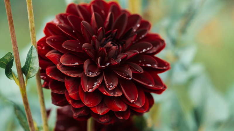 Black Dahlia featured flower with dark petals