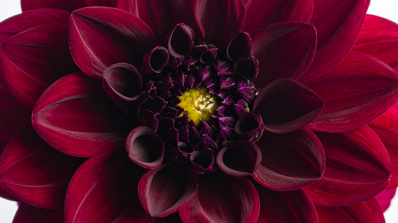 Black Dahlia flower close-up with dark petals