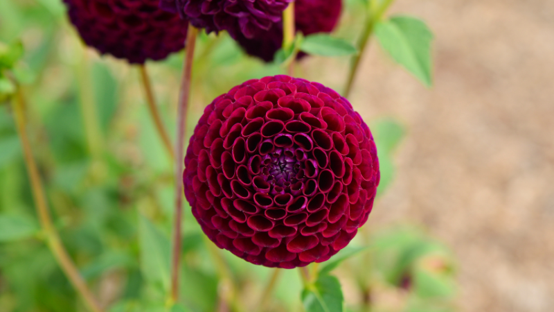 Black Dahlia flower growing in a garden