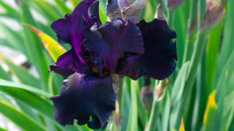 Black Iris flower in full bloom
