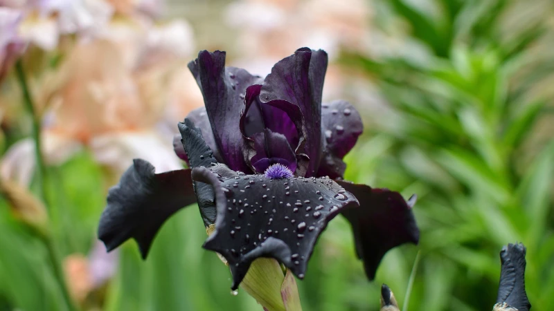 Detailed petals of a Black Iris