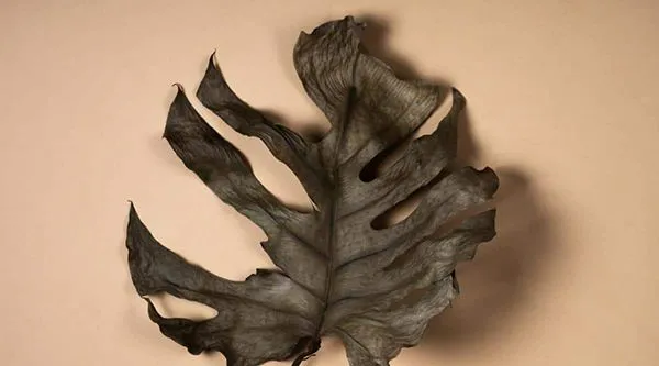Black Monstera Leaves
