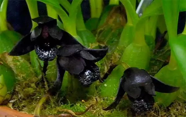 Black Orchid