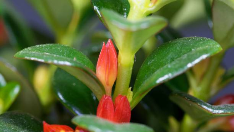 Blooming Goldfish Plant with orange flowers in a hanging basket
