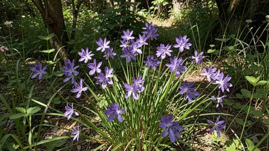 Blue-Eyed Grass