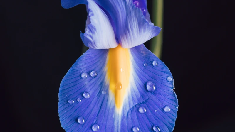 Blue Iris plant with blooming flowers