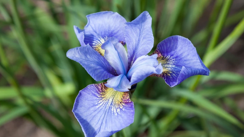 Featured Blue Iris flower in bloom