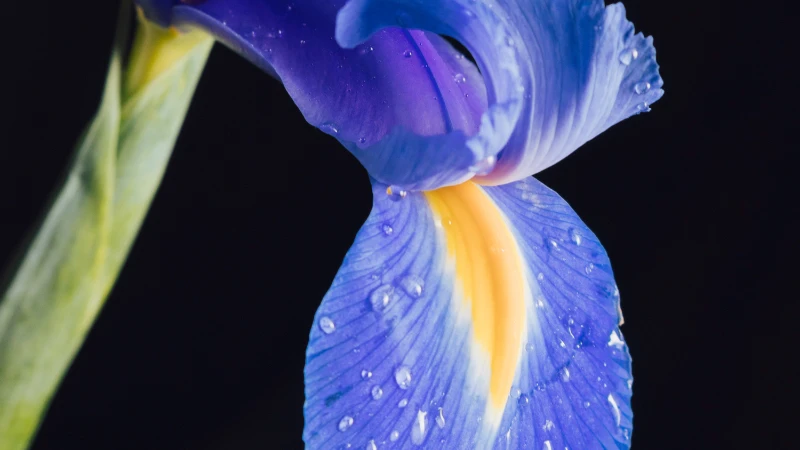 Blue Iris floral bloom with blue petals