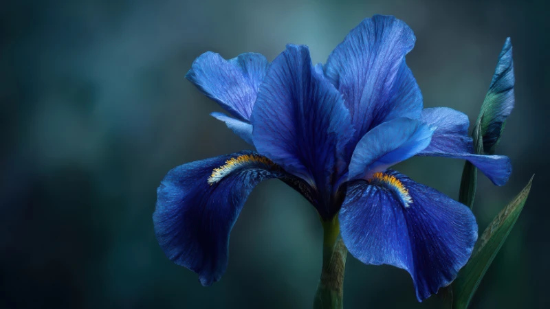 Close-up of Blue Iris flower