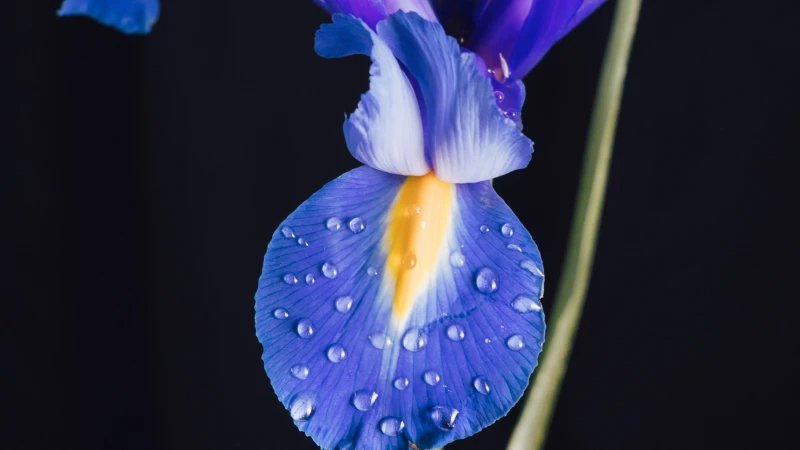 Close view of a Blue Iris bloom