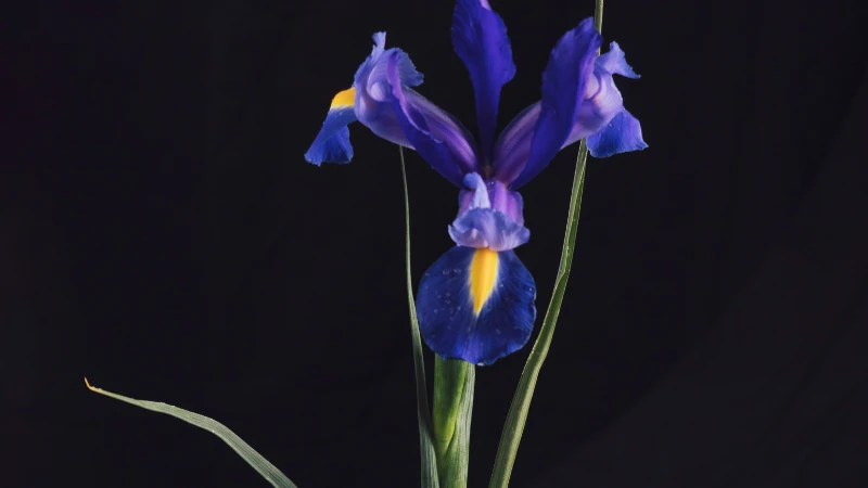 Blue Iris flower with delicate petals