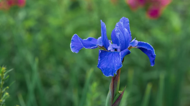 Blue Iris flower in full bloom