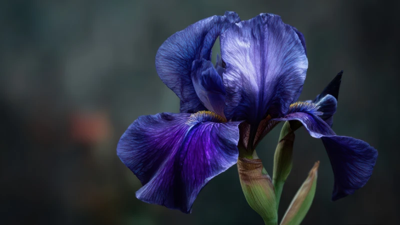 Blue Iris flower blooming in a garden