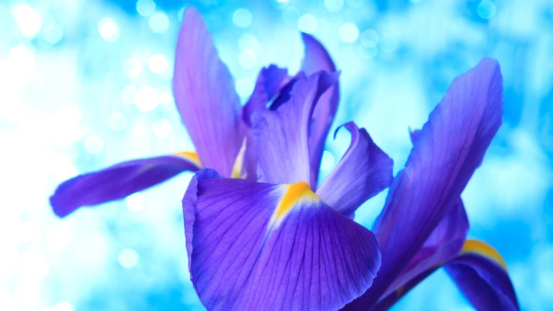 Blue Iris growing with green foliage