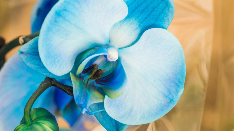 Blue orchid flower blooming