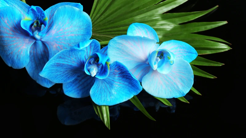 Blue orchid featured flower