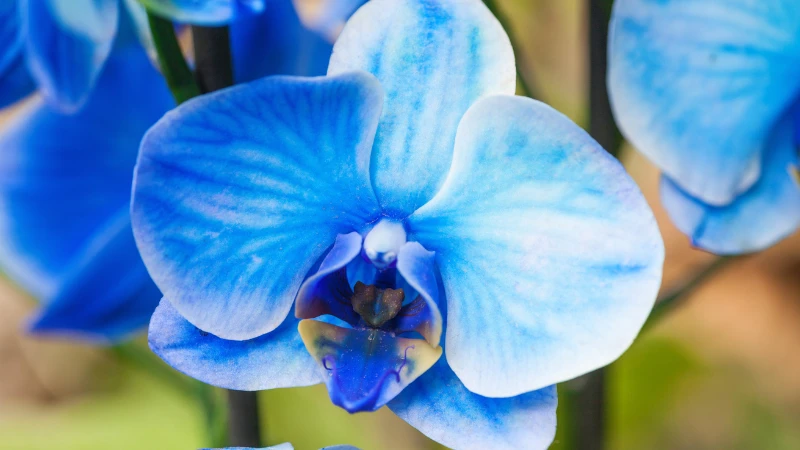 Blue orchid floral bloom
