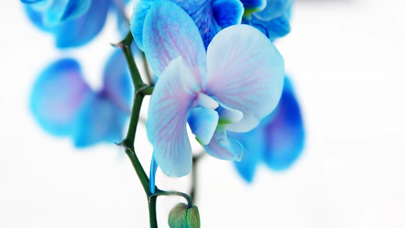 Close-up of a blue orchid flower
