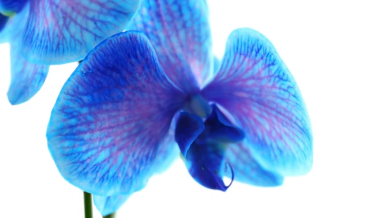 Blue orchid with delicate petals