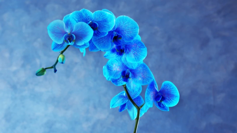 Blue orchid growing in a garden