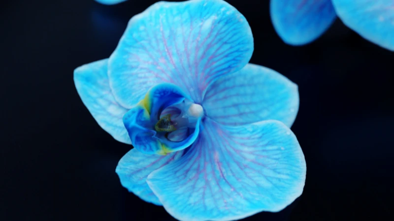 Blue orchid petals close-up