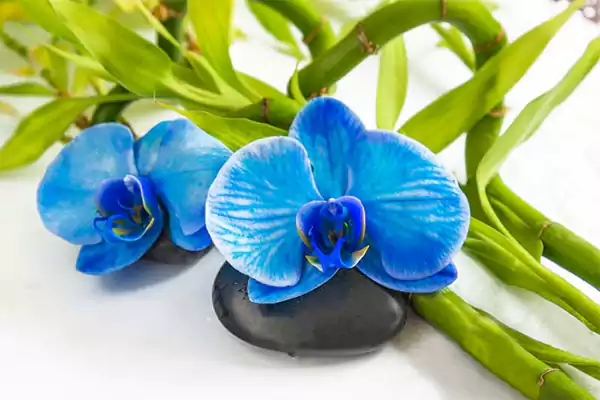 Blue Orchid