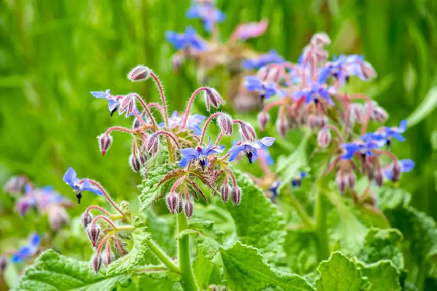 Borage
