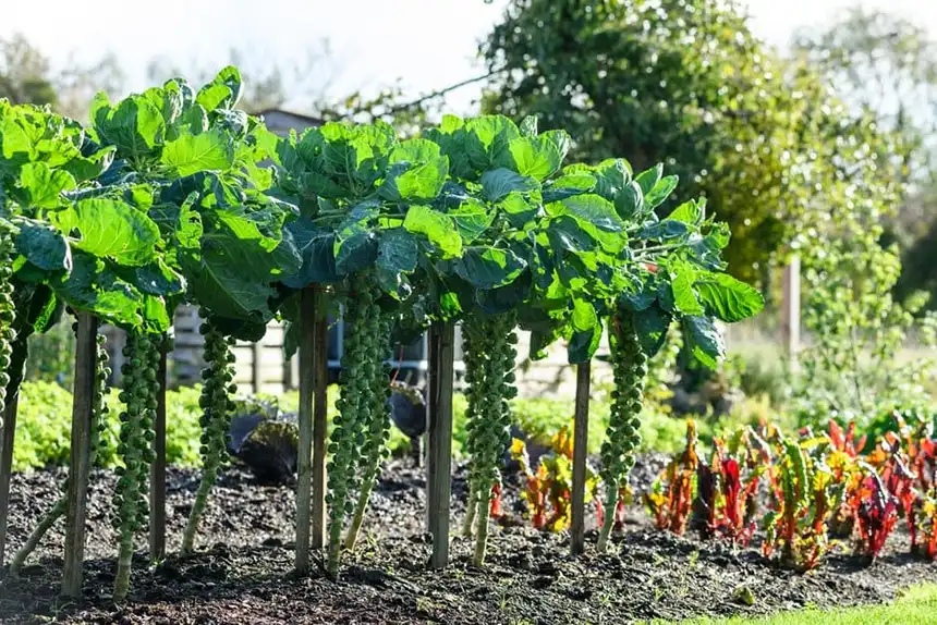 Brussels sprouts growing on a tall stalk in a garden after light frost