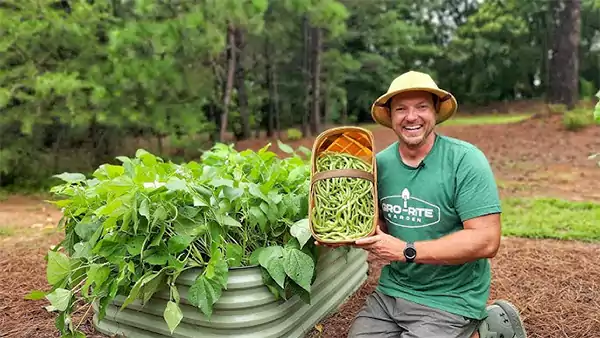 Bush Beans in a raised bed