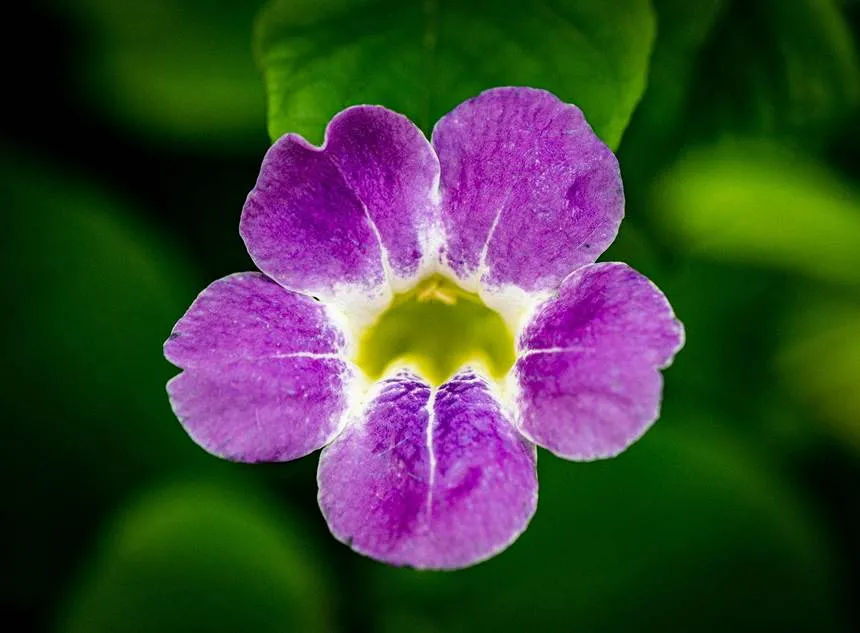Calibrachoa