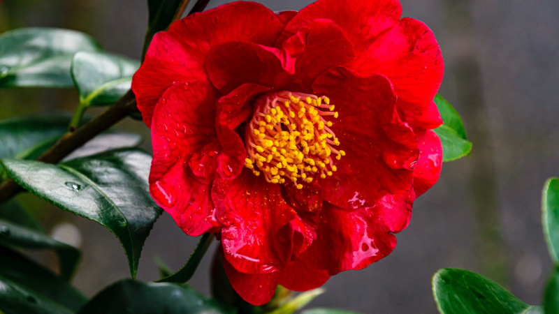 Camellia Middlemist's Red flower close-up