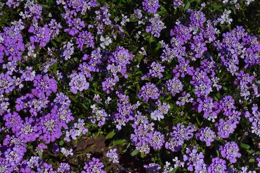 Candytuft
