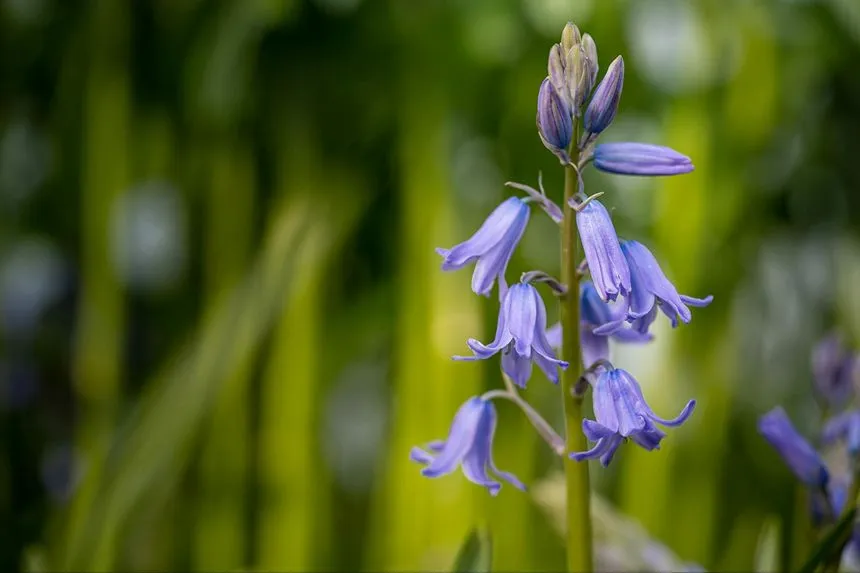 Canterbury Bells