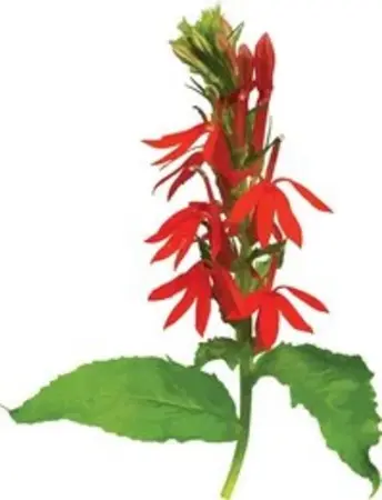 Red Cardinal Flower spike illustration with green leaves displayed on a clean white background.