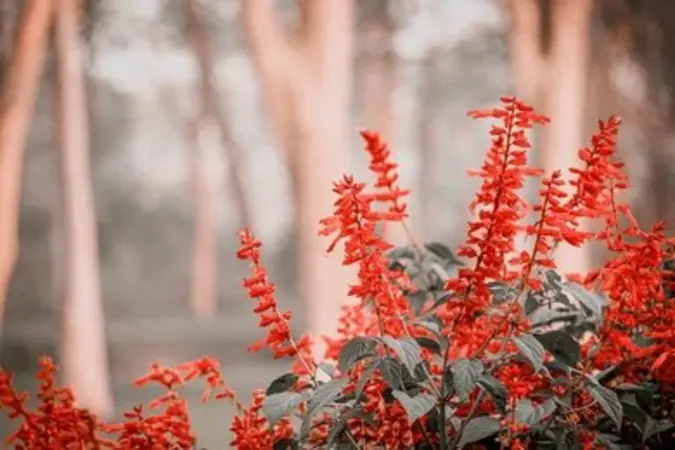 Tall red Cardinal Flower flower spikes growing in a park with blurred trees creating a natural outdoor backdrop.