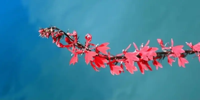 Curved stem of red Cardinal Flower flower blooms photographed against a vivid blue background with striking contrast.